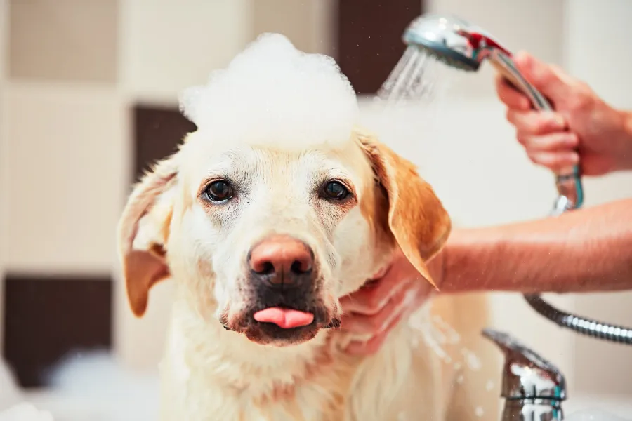 A dog getting a relaxing bubble bath at Dogs on Depot