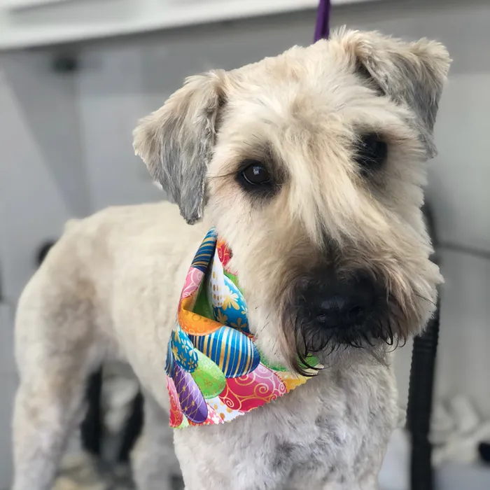 A freshly groomed dog in a colorful bandana