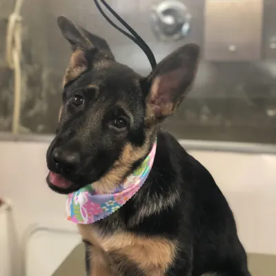 A dog getting groomed at Dogs on Depot