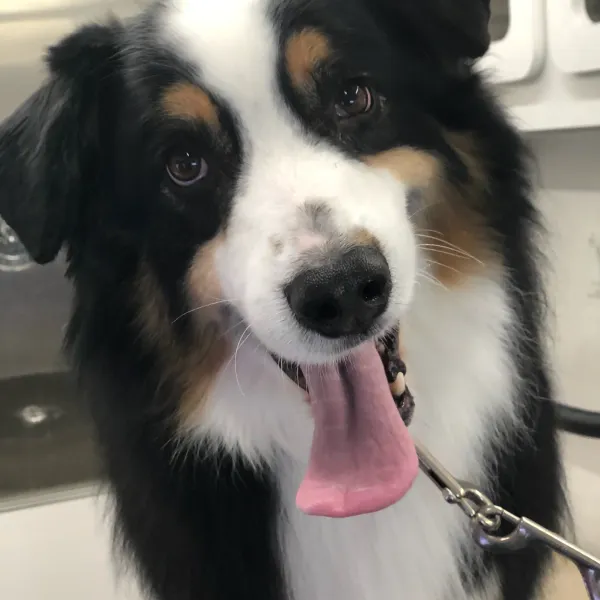A happy dog after a mobile grooming session